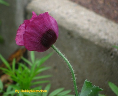 By Hobbybäumchen 187 (1728 x 1296).jpg