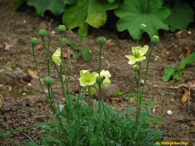 By Hobbybäumchen 185 (1728 x 1296).jpg