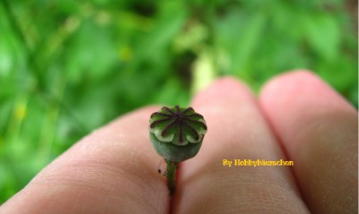 By Hobbybäumchen 175 (1728 x 1296).jpg