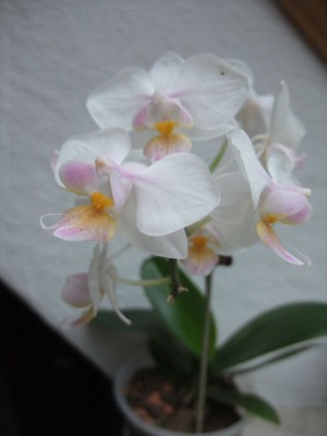 DSCF6176.JPG