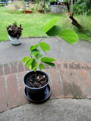 Blatt2.jpg