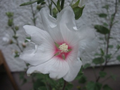 DSCF6192.JPG