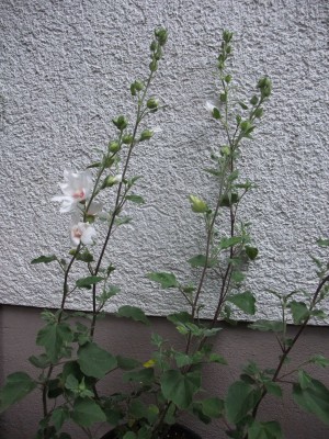 DSCF6190.JPG