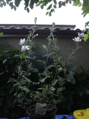 DSCF6188.JPG