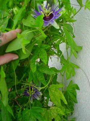 DSC00447.JPG