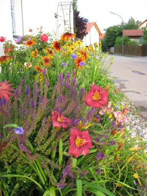 Straßenbeet abends 2Juli 2012_4279.jpg