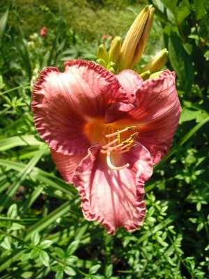 Taglilie 7a.jpg