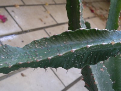 Kaktus 3.jpg