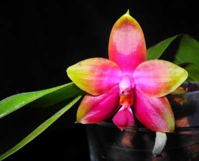 Phalaenopsis Princess Kaiulani Chin Yeo - Erstblüte.JPG