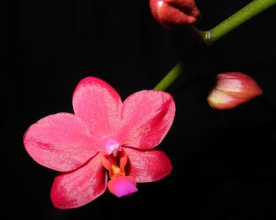Phalaenopsis Buddhas Treasure- 2te Blüte.jpg