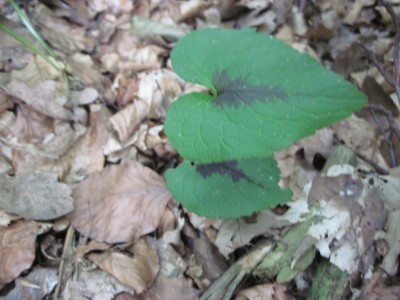 IMG_0156.jpg
