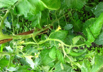 IMG_8787.jpg