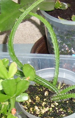 disocactus aurantiacus.JPG