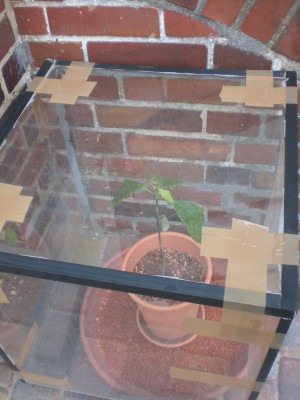 Avocado 5 - 2012.JPG