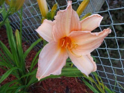 Meine Bilder 1523a.jpg