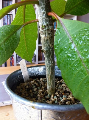 pluemi071202.jpg