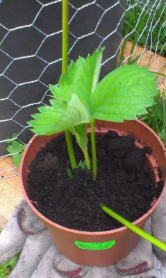 IMAG0147.jpg