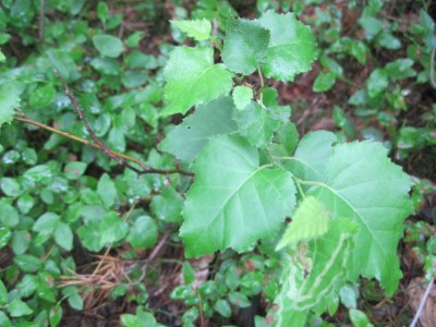 IMG_0377.jpg