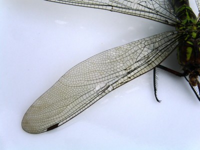 PICT0082.JPG