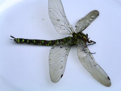 PICT0081.JPG