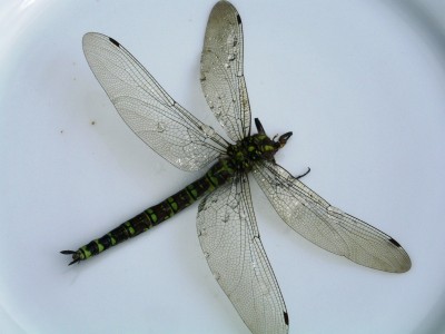 PICT0080.JPG