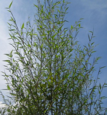 Green 6 061.jpg