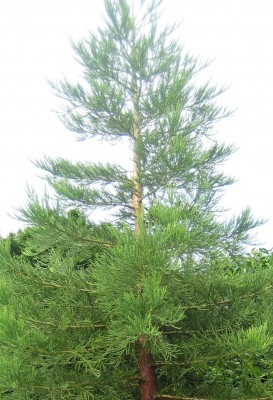Green 6 079.jpg