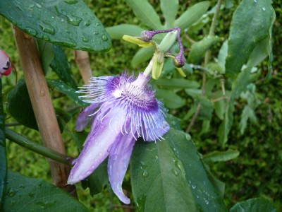 Passiflora Purple Passion.jpg