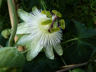 Passiflora Avalanche 1.jpg