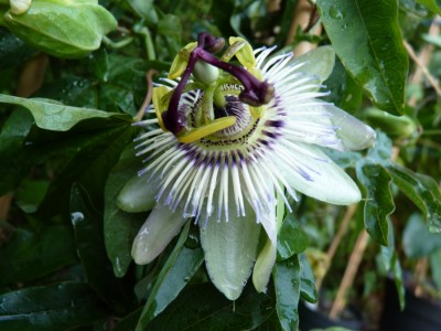 Passiflora caerulea chinensis.jpg