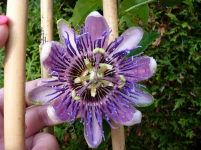 Passiflora Perfume Passion.jpg