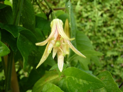 Passiflora Betsie Greijmans.jpg