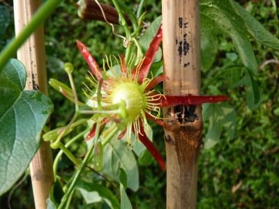 Passiflora cinnabarina.jpg