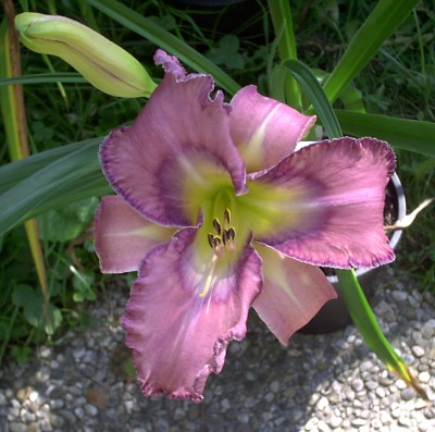 Mildred Mitchell42.JPG