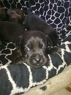 ...baby hund.......JPG