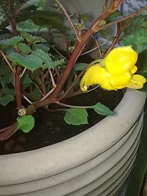 ..impatiens repens...JPG