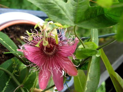Passiflora Chianti.jpg