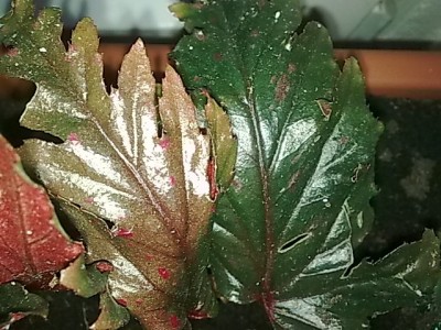 ..begonia serratipetala.....JPG