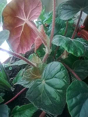 ..begonia credneri...JPG