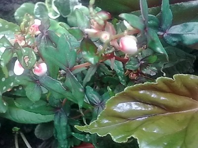 ..begonia partita.JPG