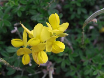 Cytisus.JPG