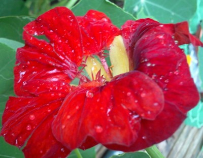 Kapukresse  rot im Regen.jpg