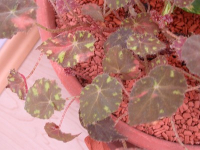DSCN8184.JPG