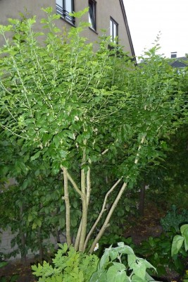 Garten-Hibi.JPG