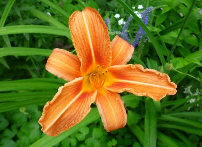 Hemerocallis 3.JPG