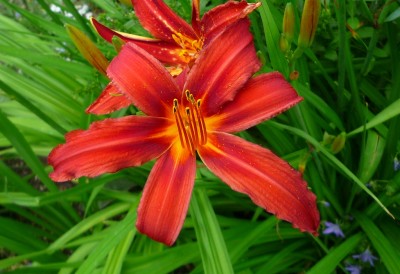 Hemerocallis 2.JPG