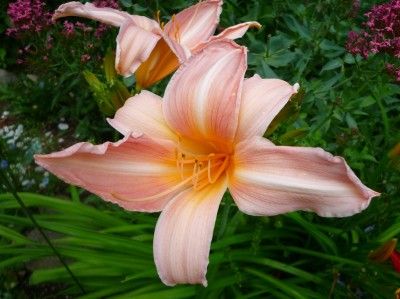Hemerocallis 1.JPG