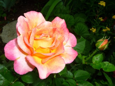 Rose.JPG