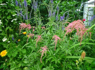 Gelenkblume und Astilbe.JPG