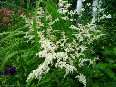 Astilbe weiß v. Lapismuc.JPG